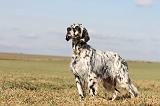 SETTER ANGLAIS 180